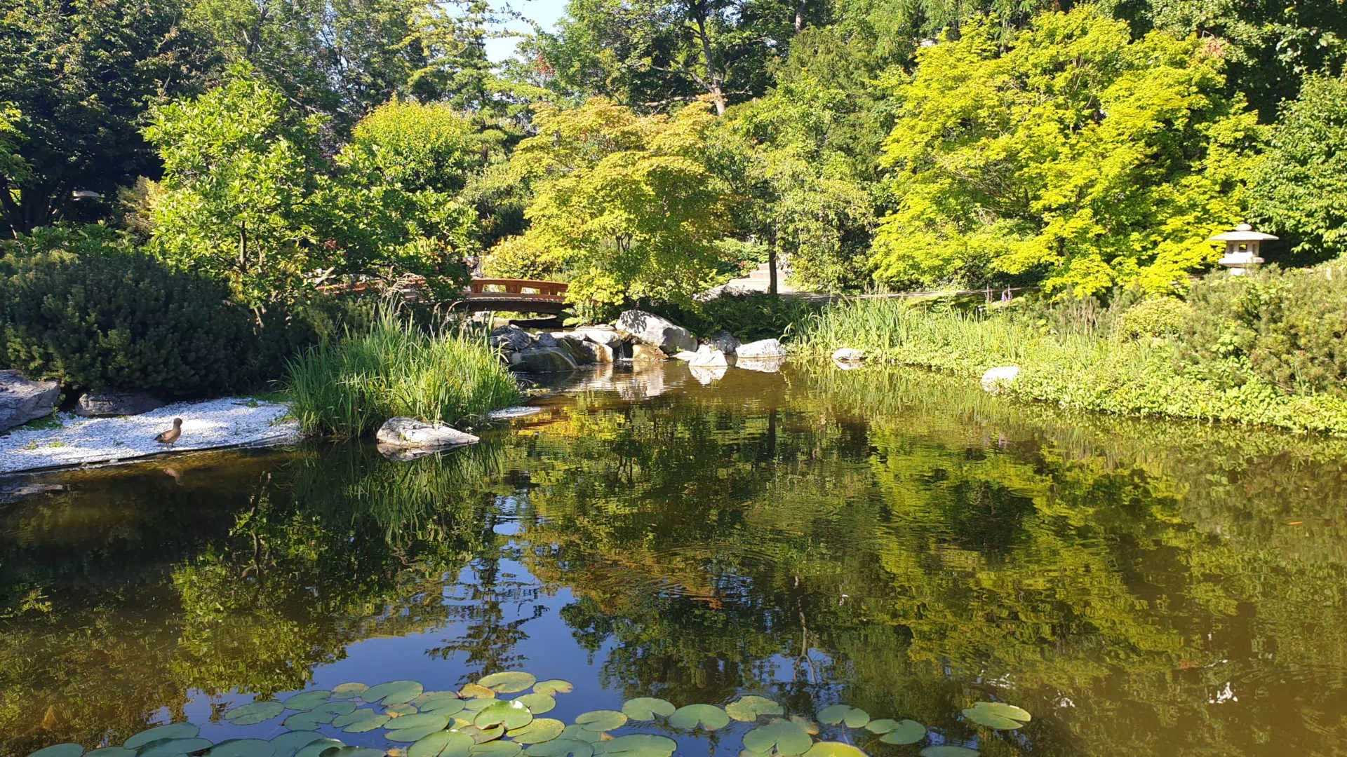 Japanese Garden Setagayapark – erkunde.wien